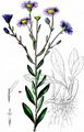 European Michaelmas-Daisy - Aster amellus L.