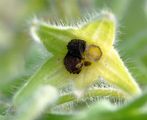Borage - Borago officinalis L.