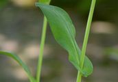 Langblättriges Hasenohr - Bupleurum longifolium L.