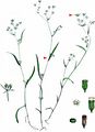 Gerard's Hare's-Ear - Bupleurum virgatum Cav.