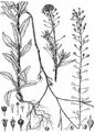 Lesser Gold-Of-Pleasure - Camelina microcarpa DC.