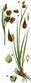 Tall Bog-Sedge - Carex magellanica Lam.