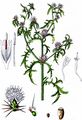 Red Star-Thistle - Centaurea calcitrapa L.