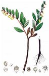 Torfgränke - Chamaedaphne calyculata (L.) Moench 