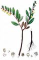 Leather-Leaf - Chamaedaphne calyculata (L.) Moench