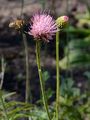 Knollige Kratzdistel - Cirsium tuberosum (L.) All.
