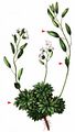 Austrian Whitlowgrass - Draba dubia Suter