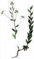 Berner Hungerblümchen - Draba incana L.