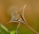 Great Willowherb - Epilobium hirsutum L.