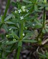 Dreihörniges Labkraut - Galium tricornutum Dandy