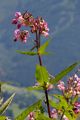 Indian Balsam - Impatiens glandulifera Royle