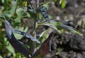 Woad - Isatis tinctoria L.
