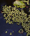 Common Duckweed - Lemna minor L.