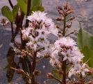Bogbean - Menyanthes trifoliata L.
