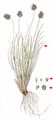 Alpine Oreochloa - Oreochloa disticha (Wulfen) Link