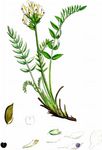 Gemeiner Spitzkiel - Oxytropis campestris (L.) DC. 