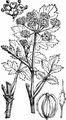 Gemüse-Pastinak - Pastinaca sativa L.