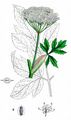 Masterwort - Peucedanum ostruthium (L.) W. D. J. Koch