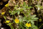 Thüringer Fingerkraut - Potentilla thuringiaca Link