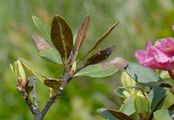 Alpenrose - Rhododendron ferrugineum L.