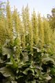 Garten-Ampfer - Rumex patientia L.