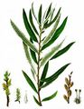 Lavendel-Weide - Salix eleagnos Scop.