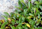 Blunt-Leaved Willow - Salix retusa L.