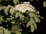 Elder - Sambucus nigra L.