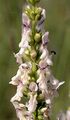 Aufrechter Ziest - Stachys recta L.