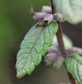 Water Germander - Teucrium scordium L.