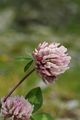 Red Clover - Trifolium pratense L.