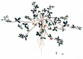 Rauher Klee - Trifolium scabrum L.