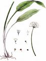 Bär-Lauch - Allium ursinum L.
