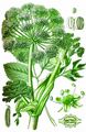 Garden Angelica - Angelica archangelica L.