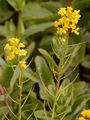 Winter-Cress - Barbarea vulgaris W. T. Aiton