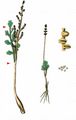 Least Moonwort - Botrychium simplex E. Hitchc.