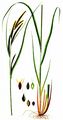 Kanten-Segge - Carex acuta L.