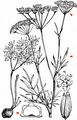 Pignut - Conopodium majus (Gouan) Loret