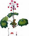 Matthioli-Primel - Cortusa matthioli L.