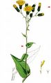  - Hieracium prenanthoides agg. 