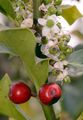 Holly - Ilex aquifolium L.