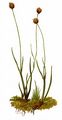 Dreiblütige Binse - Juncus triglumis L.