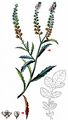 Least Pepperwort - Lepidium virginicum L.