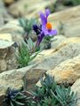 Alpen-Leinkraut - Linaria alpina (L.) Mill.