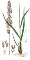Purple Moor-Grass - Molinia arundinacea Schrank