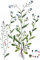 Field Forget-Me-Not - Myosotis arvensis (L.) Hill