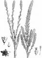 German Tamarisk - Myricaria germanica (L.) Desv.