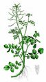 Water-Cress - Nasturtium officinale W. T. Aiton