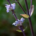 Hairless Cat-Mint - Nepeta nuda L.