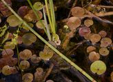 Least Water-Lily - Nuphar pumila (Timm) DC.